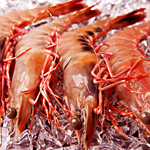 Shrimp