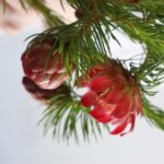 プロテア ナナ